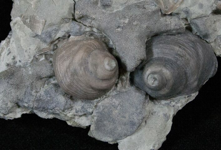 Fossil Gastropod (Cyclonema) With Bryozoan - Ohio #14392